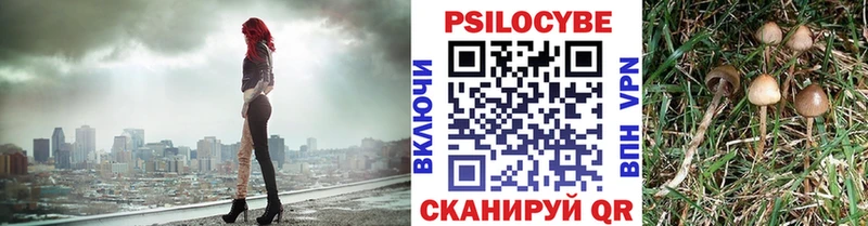 цена   Можга  Галлюциногенные грибы Psilocybine cubensis 
